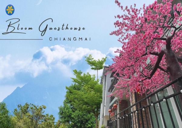 Bloom Guesthouse, Chiang Mai