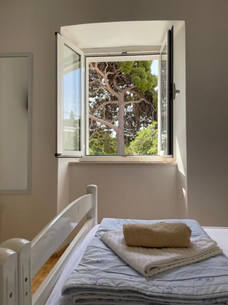 Tree - Dubrovnik