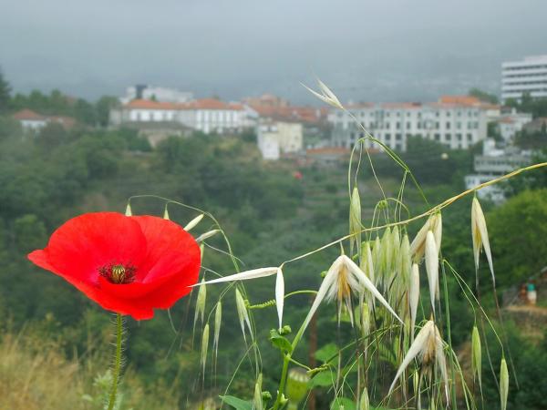 Billede 6: Douro - A Casa do Rafael