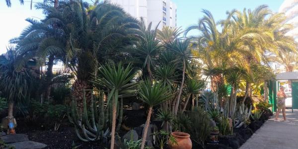 På billedet ses objektet cactus beliggende i byen Maspalomas.