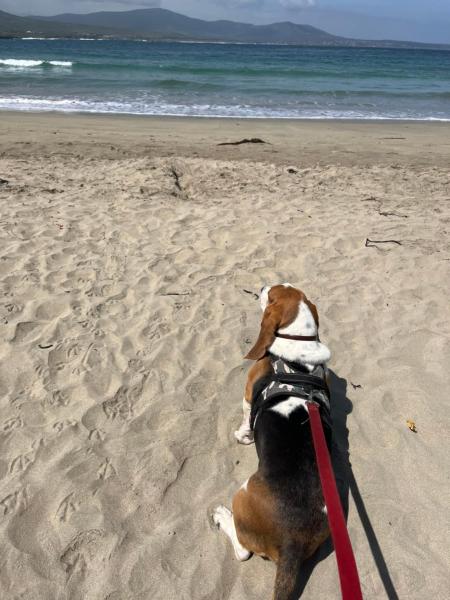 Auf dem Foto ist das Objekt Cabaña Roscoe's Paradise con Sol -Playa-Naturaleza en Los Molles- 2 -3 personas in der Stadt Los Molles zu sehen.