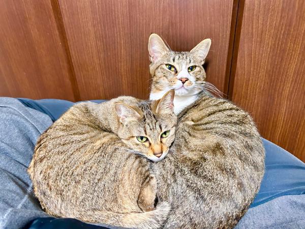 Foto 7: 旅籠屋ゆいまーる - 猫と触れ合える宿