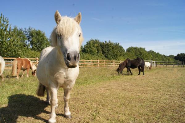 Фотография 6: Host & Stay - Redwings Sanctuary Rooms