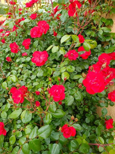 Na zdjęciu widoczny jest obiekt La maison des roses położony w mieście Le Monteil.