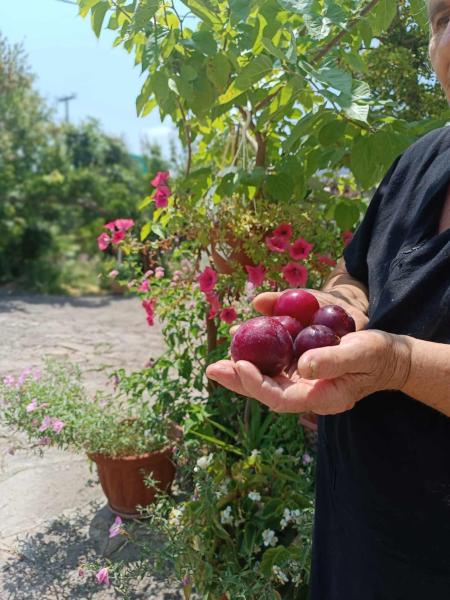 Irene's Home - Ionian Islands