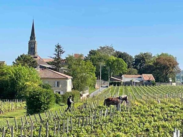 A la foto es mostra l'objecte Studio with AC, pool & garden, 2km St Emilion situat a la ciutat de Saint-Hippolyte.
