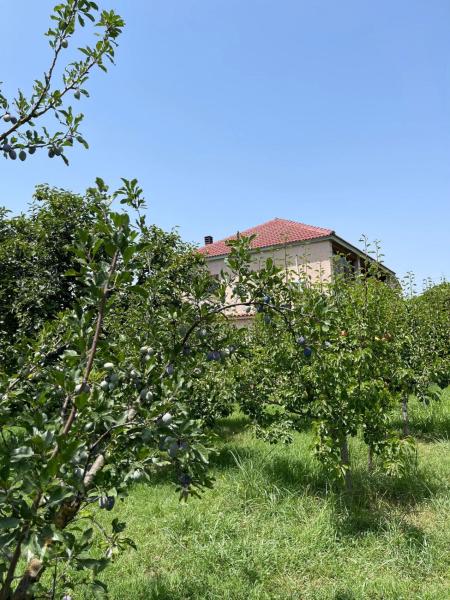 照片显示了位于Dushnik市的Villa Mance物件。
