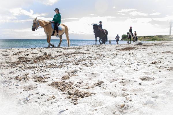 A la foto es mostra l'objecte Meislahnhof Fehmarn situat a la ciutat de Fehmarn.