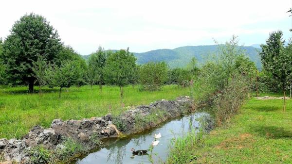 На фото показан объект Old oak under the Mountain., расположенный в городе Yengica.