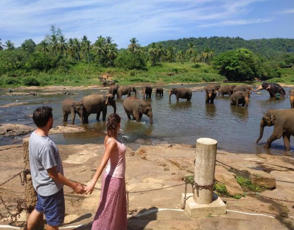 Peacock Village Pinnawala - Offer Alert! Elephant Welfare Program - Sri Lanka