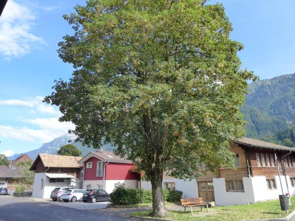 A la foto es mostra l'objecte Apartment Tilia by Interhome situat a la ciutat de Bönigen.