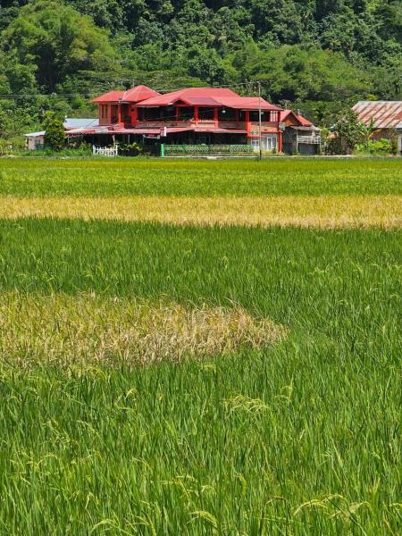 A la foto es mostra l'objecte Homestay dan Cafe BungaSonsang situat a la ciutat de Gadut.