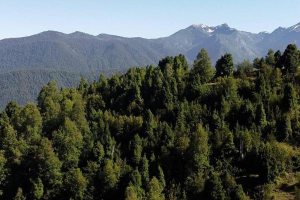A la foto es mostra l'objecte Espíritus del Cañi. Tiny home y destilería situat a la ciutat de Collentañe.