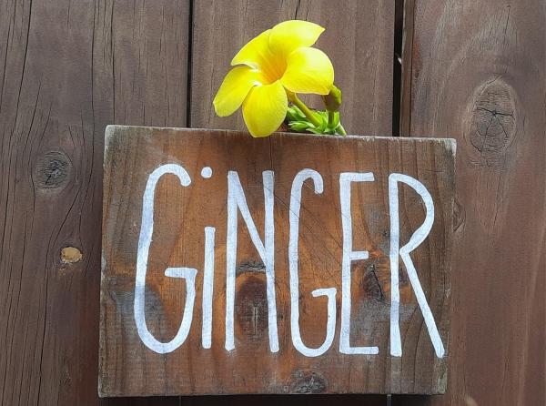 Fotografie 2: Ginger Studio