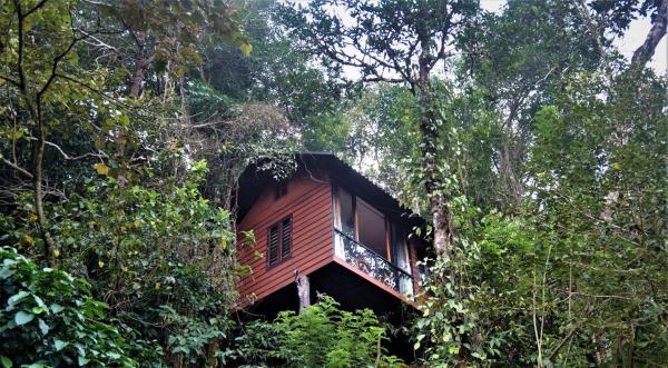 Στη φωτογραφία φαίνεται το αντικείμενο TREE6 WAYANAD που βρίσκεται στην πόλη Vythiri.