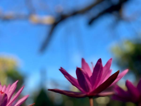 写真にはMewal市にあるThe Lazy Farm - Homestay & Glampingが写っています。