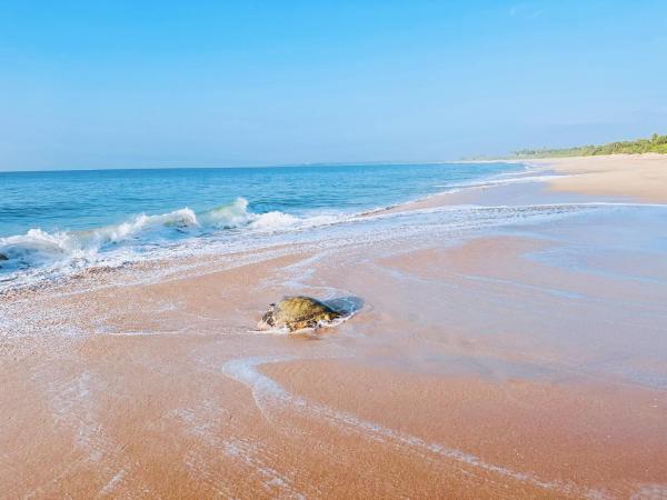 Shine Wave Turtle Beach - Sri Lanka
