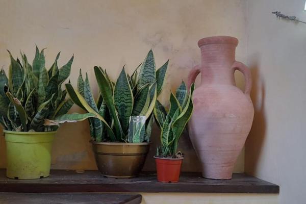 A la foto es mostra l'objecte Alimat Guesthouse situat a la ciutat de Catània.
