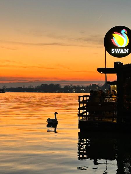 Swan - Belgrade