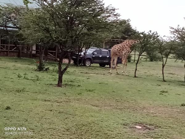 A la foto es mostra l'objecte Narasha Homestay - Maasai Mara situat a la ciutat de Mara Simba.