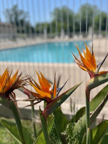 Foto 6: Studio 14 - LES SUITES DE ROBINSON - Résidence avec piscine en bord de Siagne, à Mandelieu-La-Napoule