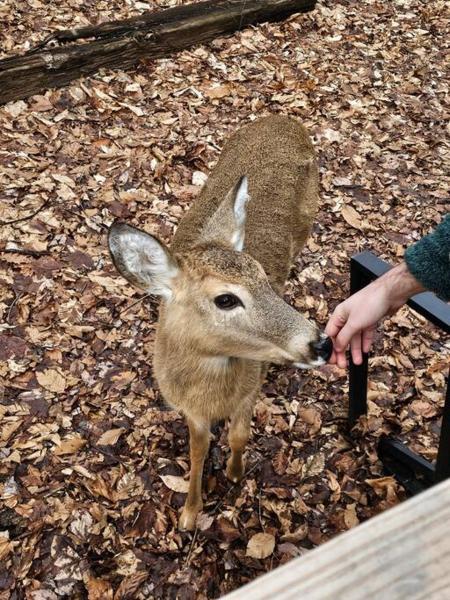 Fotografie 5: 3BR, Lakeview, Hot Tub, Nintendo Switch - Deer Haven Poconos Retreat