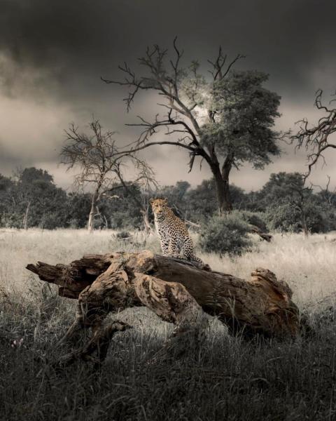 På billedet ses objektet Big Cats Namibia Farmstay & Tours beliggende i byen Outjo.