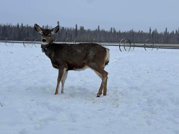 Na zdjęciu widoczny jest obiekt Yukon Log Cabin położony w mieście Upper Laberge.