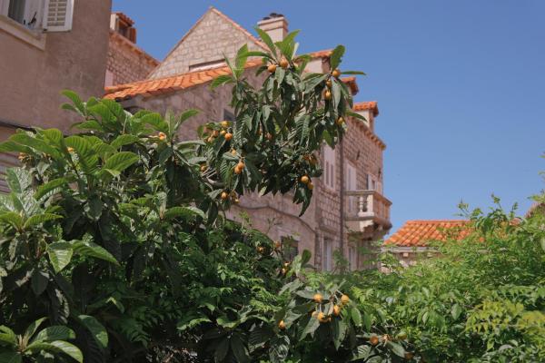 Old Town Green Oasis House - Dubrovnik (Ragusa)