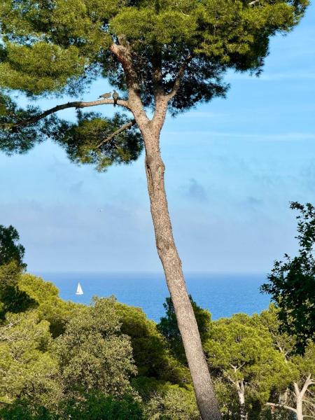 Apartment, short walk to the beach, Calella de Palafrugell