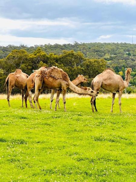 The photo shows the Holiday House located in the city of Belgrave South.