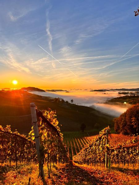 På bildet vises objektet Weingut & Gästezimmer Weißenbacher som ligger i byen Gamlitz.