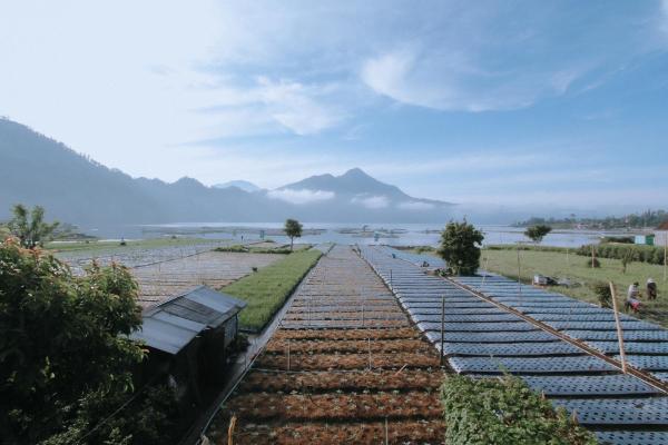 Lake Batur Cabin