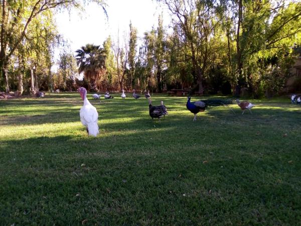 På billedet ses objektet Cabaña de campo Secretos de la Naturaleza beliggende i byen Médano de Oro.