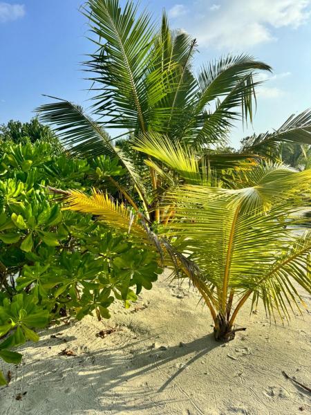 Na foto é possível ver o objeto Oi Beach localizado na cidade de Maamigili.