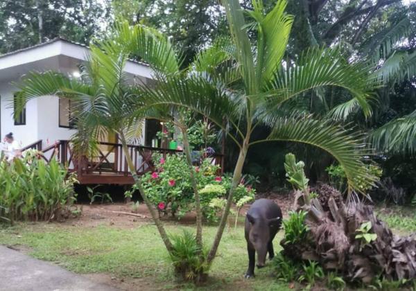 På bildet vises objektet Susan Bungalow#1 Bahía Drake, Corcovado Familia Amaya som ligger i byen San Pedrillo.