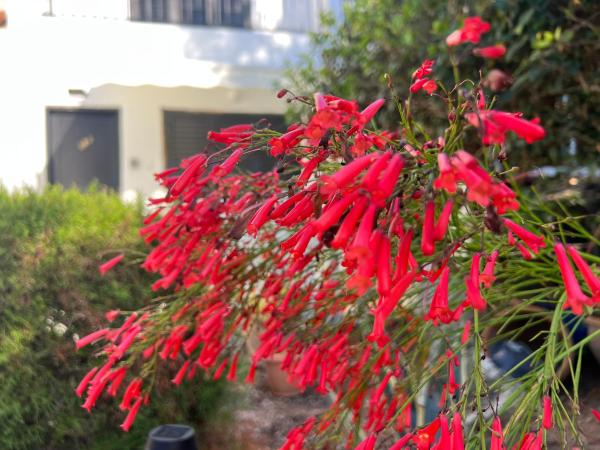 Natalia's Townhouse, Margarita Gardens 003 - Paphos