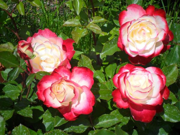 Foto 7: 2х местный номер на Иссыккуле