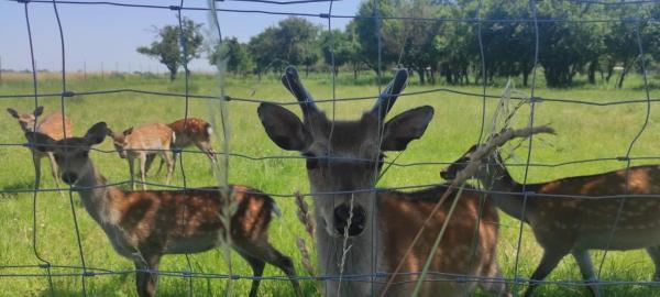 Στη φωτογραφία φαίνεται το αντικείμενο Beautiful villa close to national park που βρίσκεται στην πόλη Schadeleben.