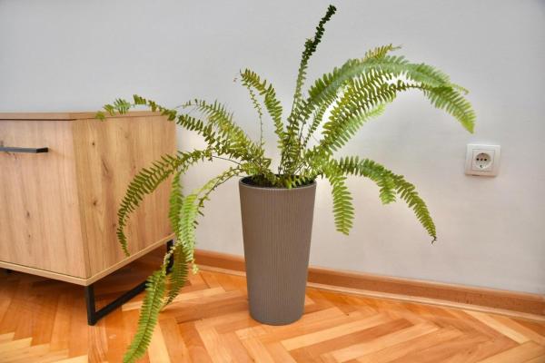 Fotografie 9: Apartman Centar