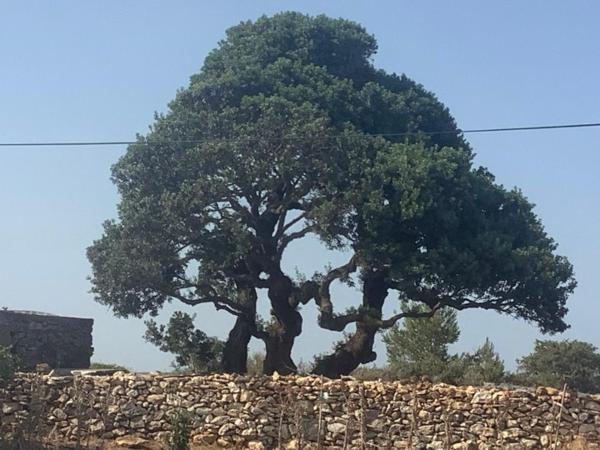 A la foto es mostra l'objecte Skinos situat a la ciutat de Frátsia.
