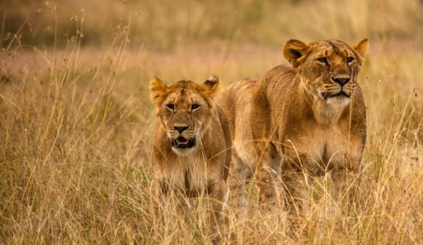 A la foto es mostra l'objecte Best Camping Tours Campsite situat a la ciutat de Masai Mara.