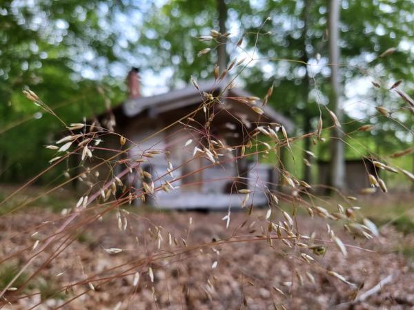 写真にはBjärnhult市にあるBjärnhultsgårdens stugorが写っています。
