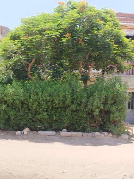 Al Saeed Family Hostel