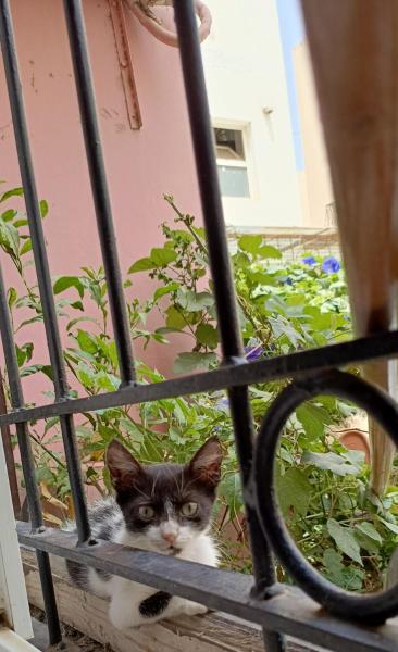 写真にはGhazoua市にあるArrahaが写っています。