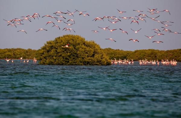 Op de foto is het object Flamingo Beach Hotel te zien, gelegen in de stad Umm al-Qaiwain.