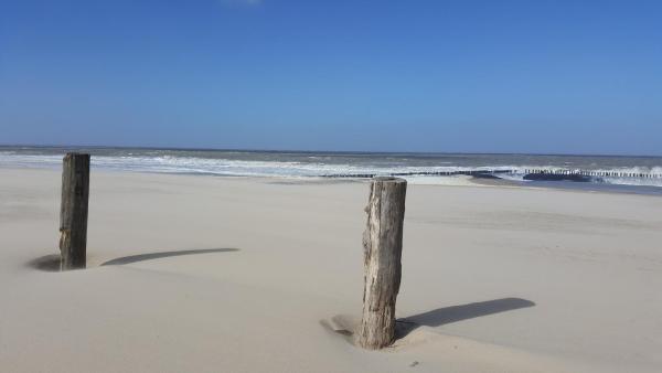 Photo 6 : Liguster 8