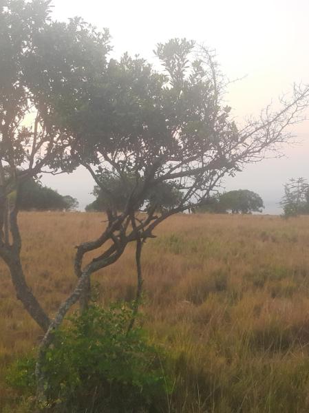 På billedet ses objektet Enkereri Camp Maasai Mara beliggende i byen Lolgorien.