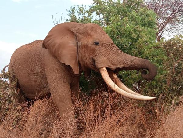 照片显示了位于Tsavo市的Tausa Tsavo Eco Lodge物件。