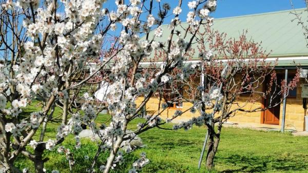 A la foto es mostra l'objecte Kathmandu Farmstay - Pool Table, Ping Pong, Bicycles, PlayStation, Netflix, close to Bathurst and Mayfield Garden situat a la ciutat de OʼConnell.